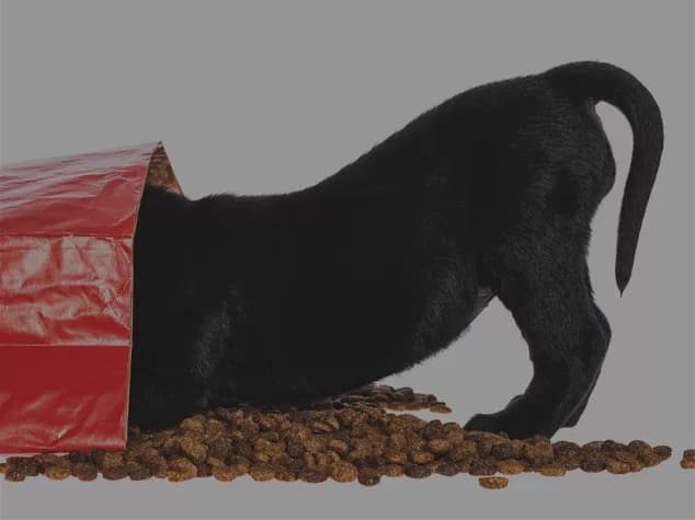 Puppy Food Bank