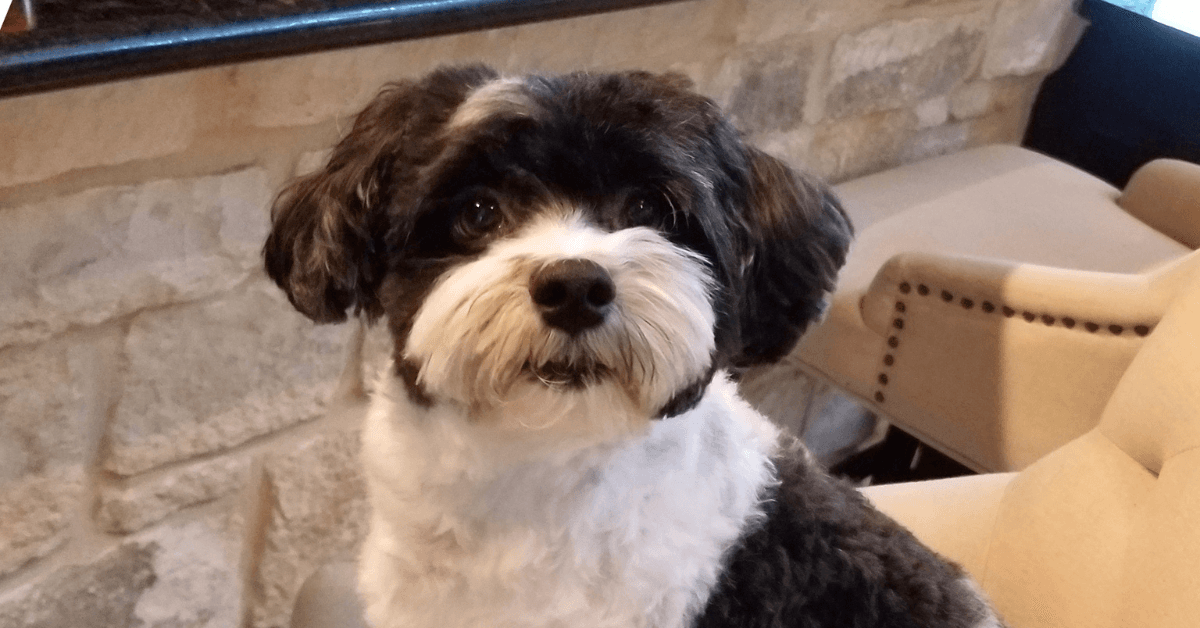 Dexter… the Inspiration for the Puppy Food Bank