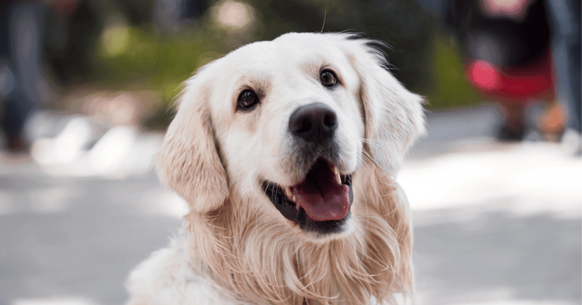 Making a Difference in San Antonio: God’s Dogs Rescue