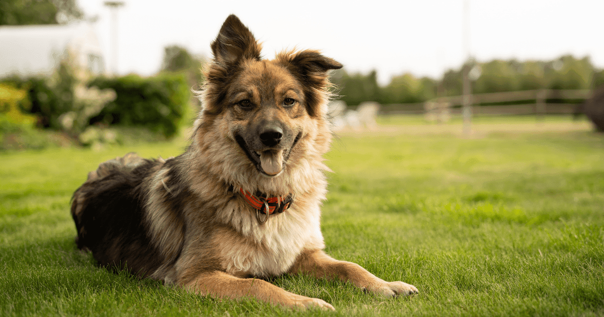 Making a Difference in San Antonio: San Antonio Pets Alive!